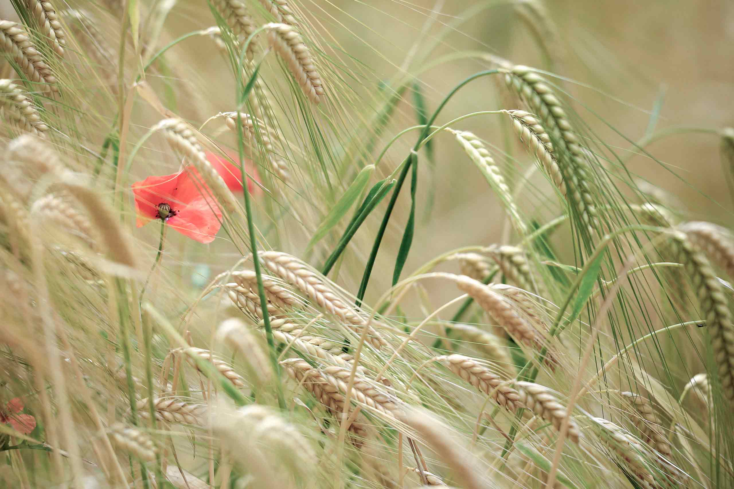 Eine rote Mohnblume inmitten eines Weizenfeldes.